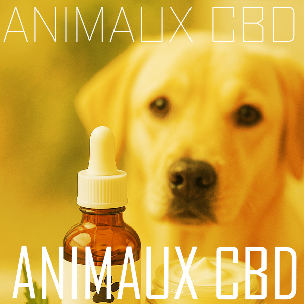 Soins au CBD pour chats et chiens par CBD DIFFUSION